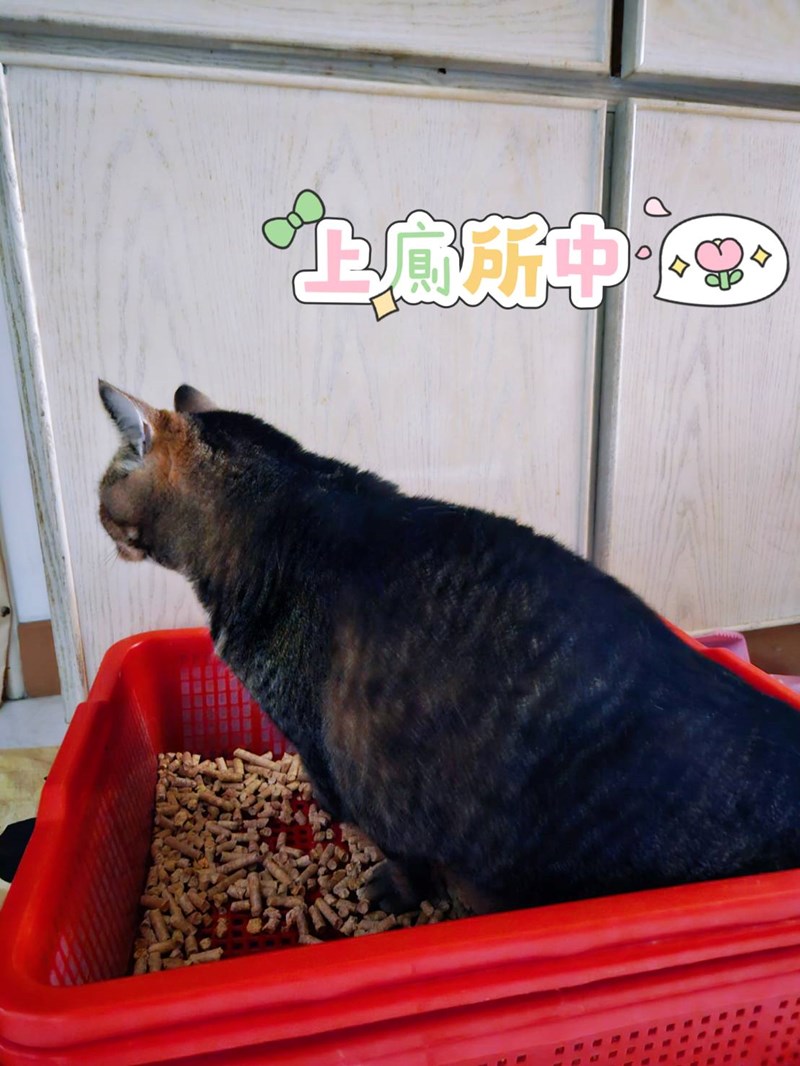 試用
